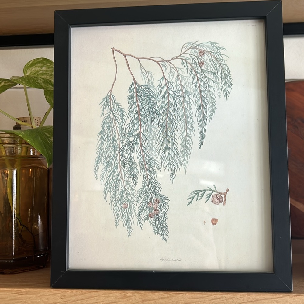 Framed Print - Picture 2 of 2